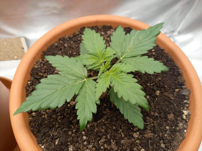 Purple Lemonade and Royal Gorilla. Week 2 - Royal Gorilla - Day 14