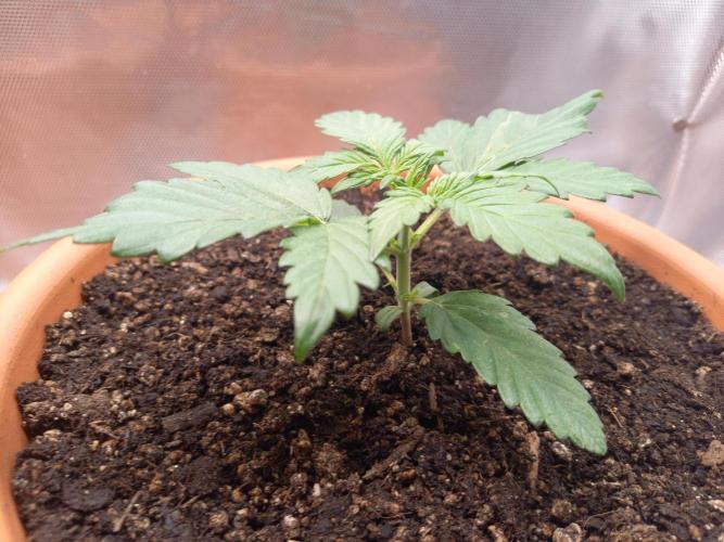 Purple Lemonade and Royal Gorilla. Week 2 - Royal Gorilla - Day 14