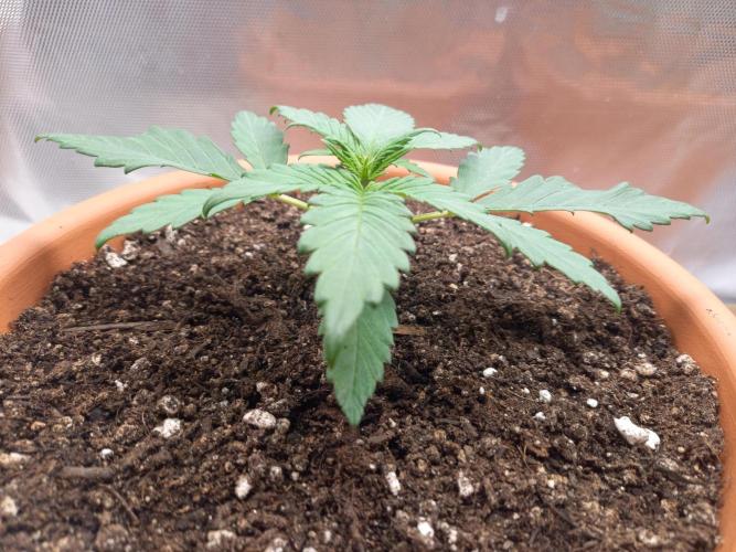 Purple Lemonade and Royal Gorilla. Week 2 - Purple Lemonade - Day 14