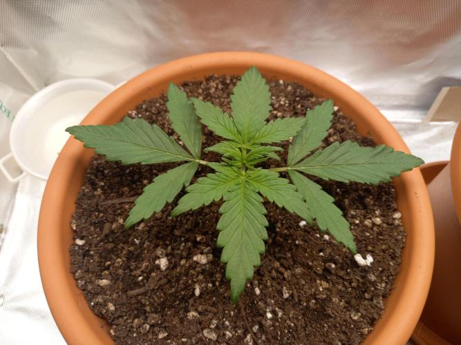 Purple Lemonade and Royal Gorilla. Week 2 - Purple Lemonade - Day 14