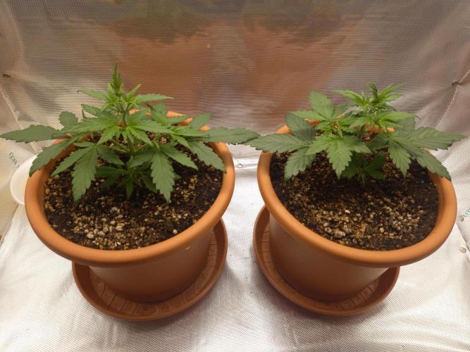 Purple Lemonade and Royal Gorilla. Week 3 - Purple Lemonade (Left), Royal Gorilla (Right) - Day 21