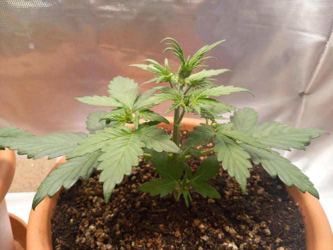 Purple Lemonade and Royal Gorilla. Week 3 - Royal Gorilla - Day 21