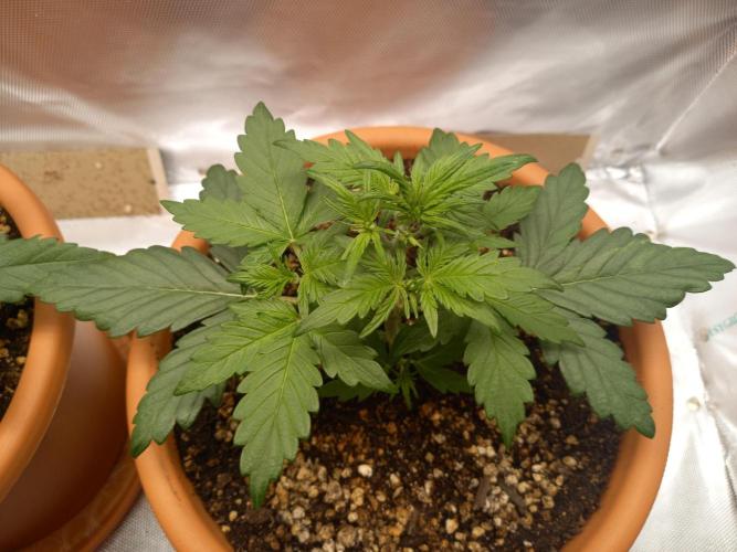 Purple Lemonade and Royal Gorilla. Week 3 - Royal Gorilla - Day 21