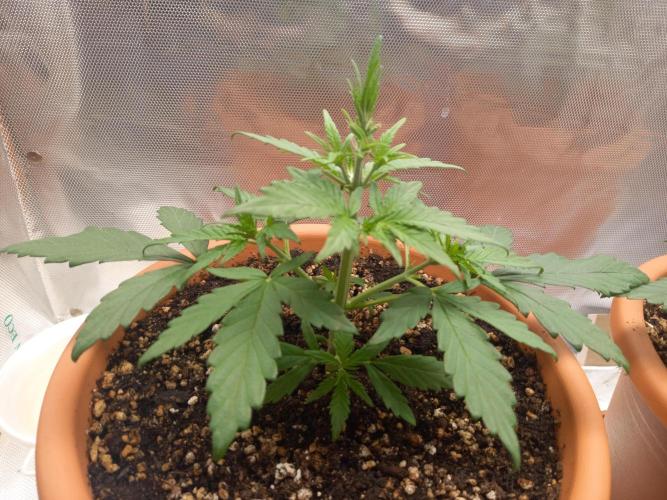 Purple Lemonade and Royal Gorilla. Week 3 - Purple Lemonade - Day 21