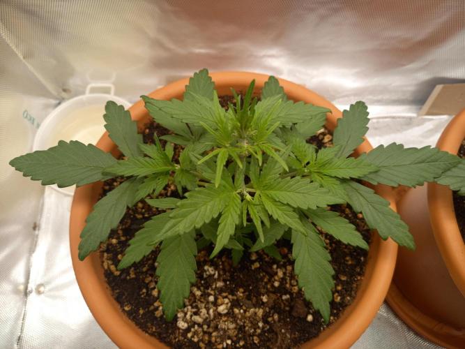 Purple Lemonade and Royal Gorilla. Week 3 - Purple Lemonade - Day 21