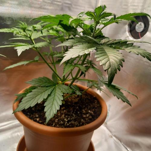 Purple Lemonade and Royal Gorilla. Week 4 - Royal Gorilla - Day 28