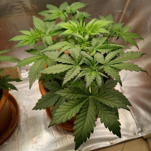 Purple Lemonade and Royal Gorilla. Week 4 - Royal Gorilla - Day 28