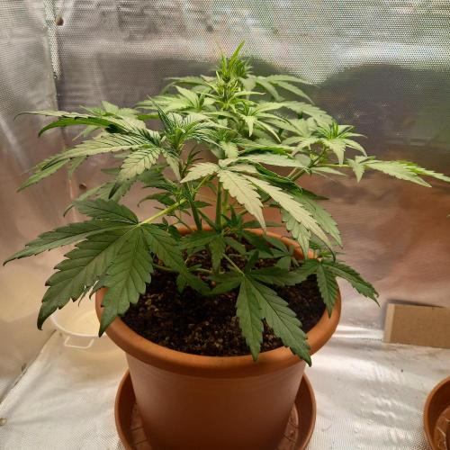 Purple Lemonade and Royal Gorilla. Week 4 - Purple Lemonade - Day 28