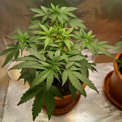 Purple Lemonade and Royal Gorilla. Week 4 - Purple Lemonade - Day 28