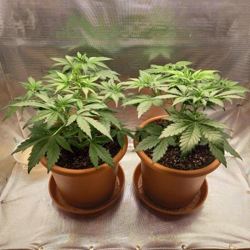 Purple Lemonade and Royal Gorilla. Week 4 - Purple Lemonade (Left), Royal Gorilla (Right) - Day 28