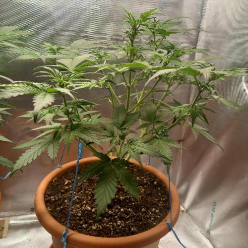 Purple Lemonade and Royal Gorilla. Week 5 - Royal Gorilla - Day 35