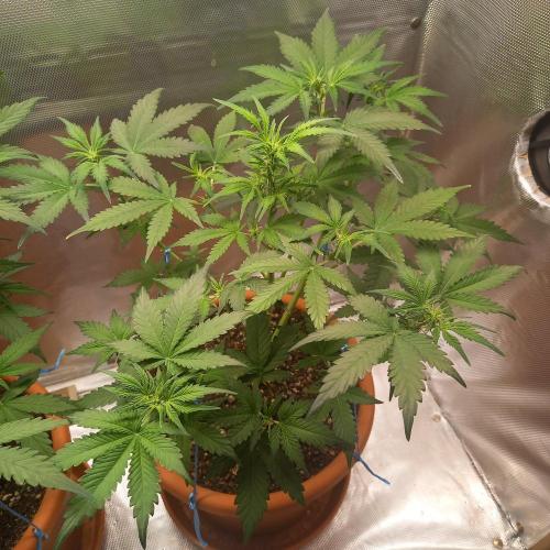 Purple Lemonade and Royal Gorilla. Week 5 - Royal Gorilla - Day 35