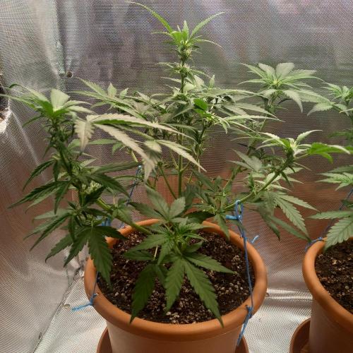 Purple Lemonade and Royal Gorilla. Week 5 - Purple Lemonade - Day 35