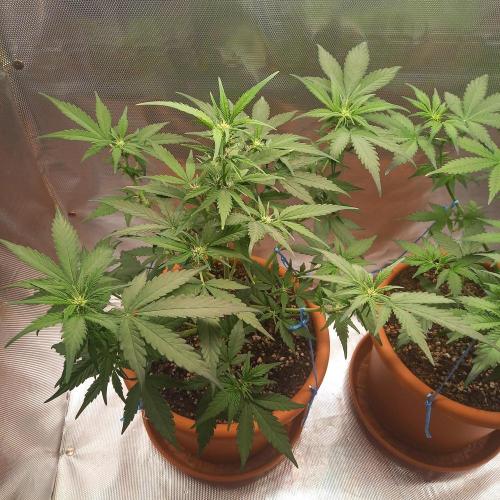 Purple Lemonade and Royal Gorilla. Week 5 - Purple Lemonade - Day 35