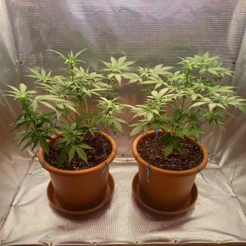 Purple Lemonade and Royal Gorilla. Week 5 - Purple Lemonade (Left), Royal Gorilla (Right) - Day 35