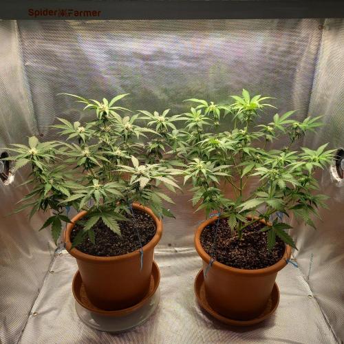 Purple Lemonade and Royal Gorilla. Week 6 - Purple Lemonade (Left), Royal Gorilla (Right) - Day 42
