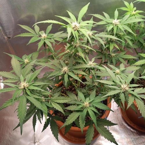 Purple Lemonade and Royal Gorilla. Week 6 - Purple Lemonade - Day 42
