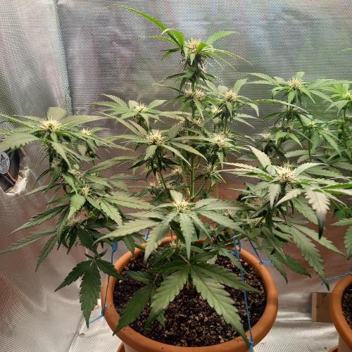Purple Lemonade and Royal Gorilla. Week 6 - Purple Lemonade - Day 42
