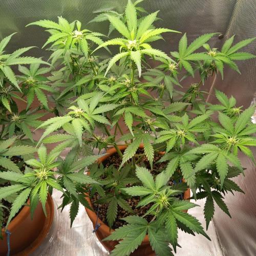 Purple Lemonade and Royal Gorilla. Week 6 - Royal Gorilla - Day 42