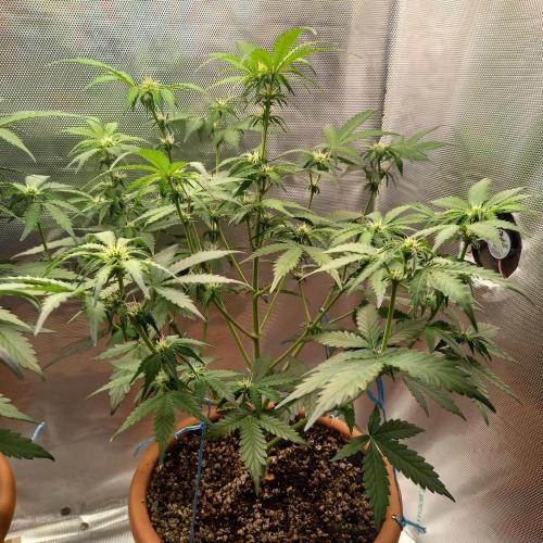 Purple Lemonade and Royal Gorilla. Week 6 - Royal Gorilla - Day 42