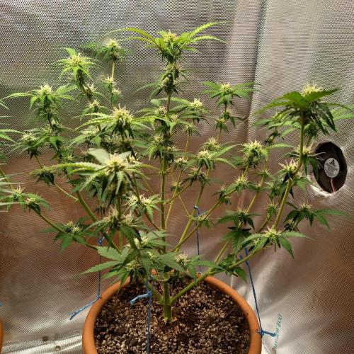 Purple Lemonade and Royal Gorilla. Week 7 - Royal Gorilla - Day 49