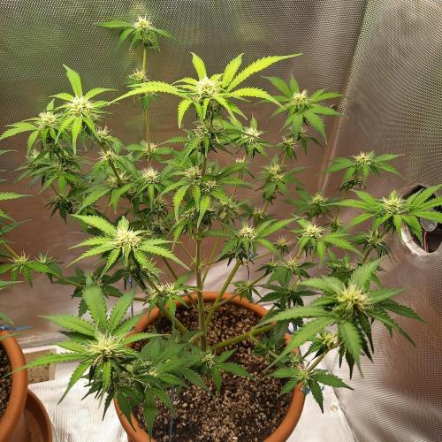Purple Lemonade and Royal Gorilla. Week 7 - Royal Gorilla - Day 49