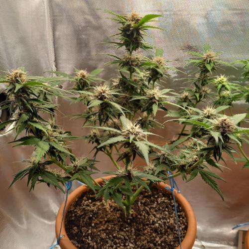 Purple Lemonade and Royal Gorilla. Week 7 - Purple Lemonade - Day 49