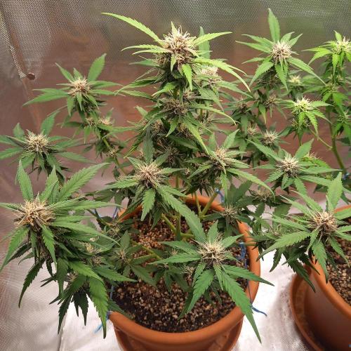 Purple Lemonade and Royal Gorilla. Week 7 - Purple Lemonade - Day 49