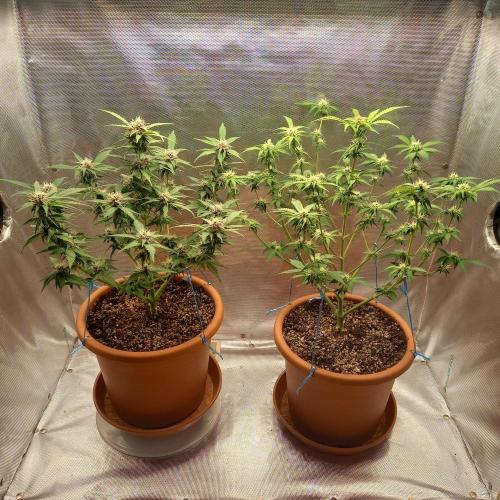 Purple Lemonade and Royal Gorilla. Week 7 - Purple Lemonade (Right), Royal Gorilla (Left) - Day 49
