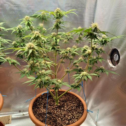 Purple Lemonade and Royal Gorilla. Week 8 - Royal Gorilla - Day 56