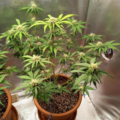 Purple Lemonade and Royal Gorilla. Week 8 - Royal Gorilla - Day 56