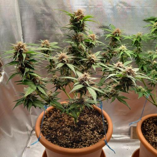 Purple Lemonade and Royal Gorilla. Week 8 - Purple Lemonade - Day 56