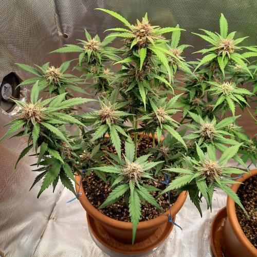 Purple Lemonade and Royal Gorilla. Week 8 - Purple Lemonade - Day 56