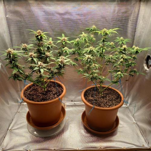 Purple Lemonade and Royal Gorilla. Week 8 - Purple Lemonade (Left), Royal Gorilla (Right) - Day 56