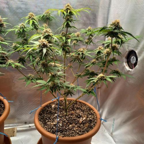 Purple Lemonade and Royal Gorilla. Week 9 - Royal Gorilla - Day 63