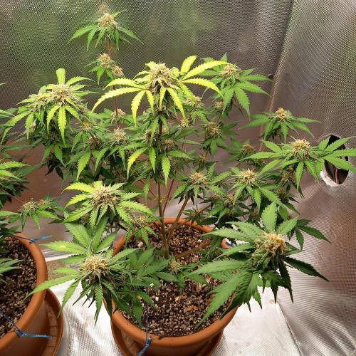 Purple Lemonade and Royal Gorilla. Week 9 - Royal Gorilla - Day 63