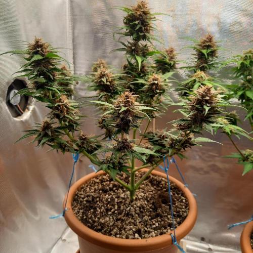 Purple Lemonade and Royal Gorilla. Week 9 - Purple Lemonade - Day 63