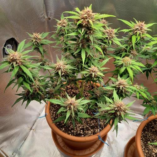 Purple Lemonade and Royal Gorilla. Week 9 - Purple Lemonade - Day 63