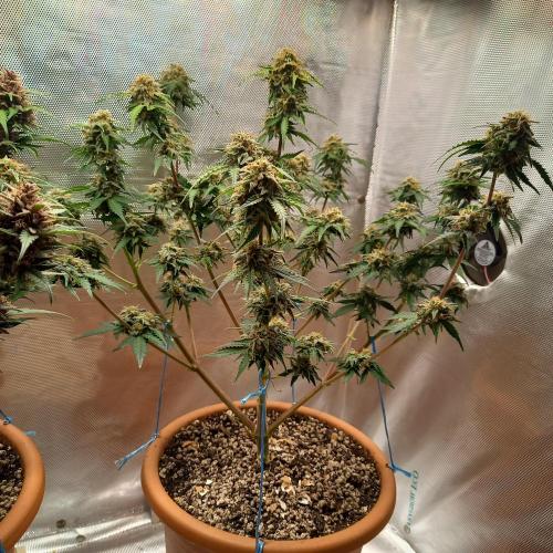 Purple Lemonade and Royal Gorilla. Week 10 - Royal Gorilla - Day 70