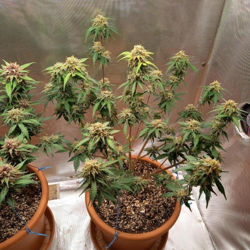 Purple Lemonade and Royal Gorilla. Week 10 - Royal Gorilla - Day 70