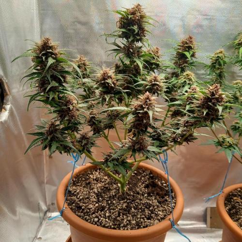 Purple Lemonade and Royal Gorilla. Week 10 - Purple Lemonade - Day 70