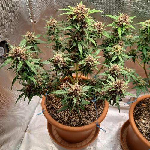 Purple Lemonade and Royal Gorilla. Week 10 - Purple Lemonade - Day 70