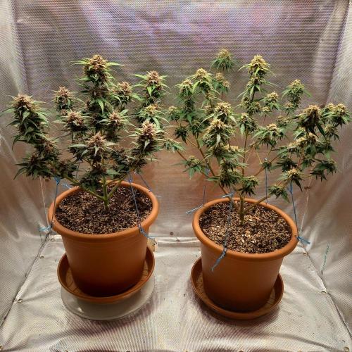 Purple Lemonade and Royal Gorilla. Week 10 - Purple Lemonade (Left), Royal Gorilla (Right) - Day 70