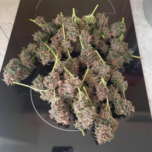 Purple Lemonade and Royal Gorilla. Week 10