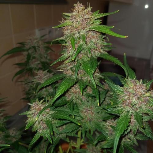 Purple Lemonade and Royal Gorilla. Week 10
