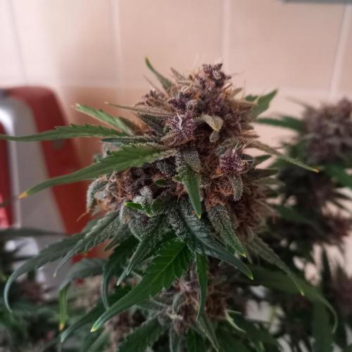 Purple Lemonade and Royal Gorilla. Week 10