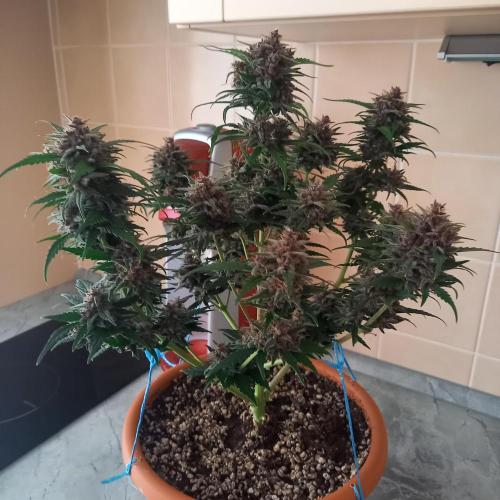 Purple Lemonade and Royal Gorilla. Week 10