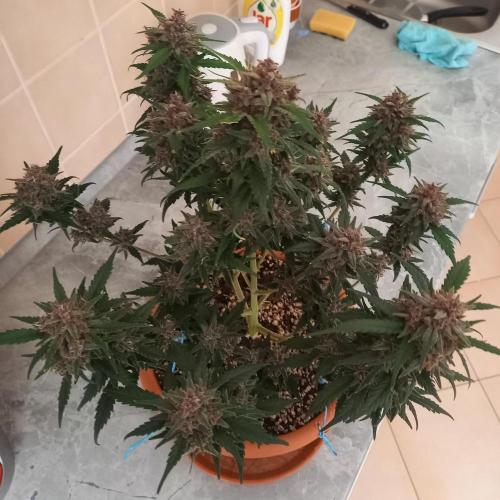 Purple Lemonade and Royal Gorilla. Week 10