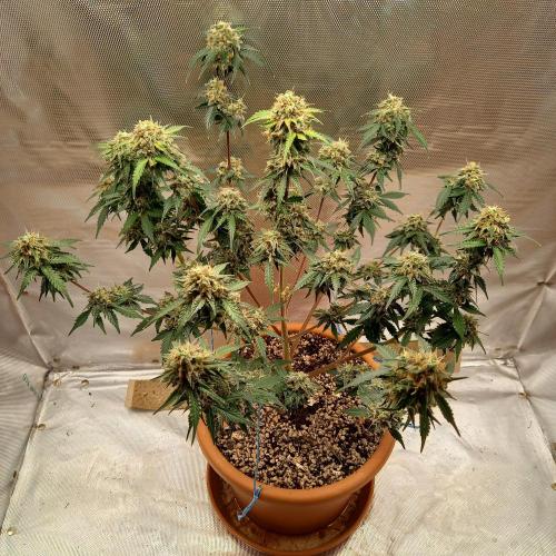Purple Lemonade and Royal Gorilla. Week 11 - Royal Gorilla - Day 77