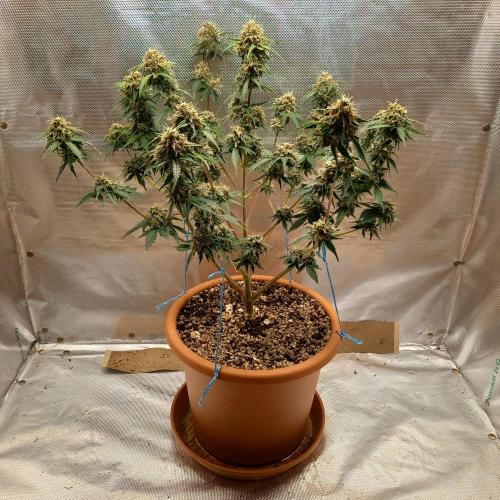Purple Lemonade and Royal Gorilla. Week 11 - Royal Gorilla - Day 77